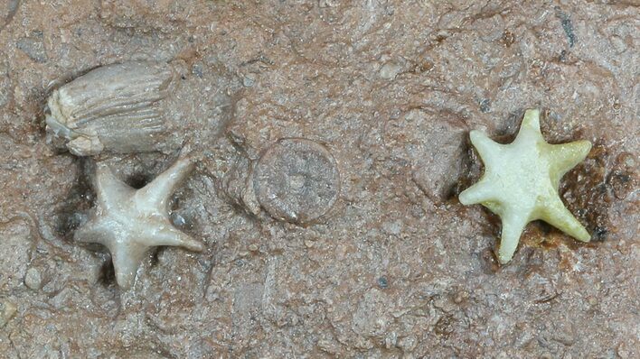 Interesting Evactinopora Bryozoa Colonies - Missouri #56918